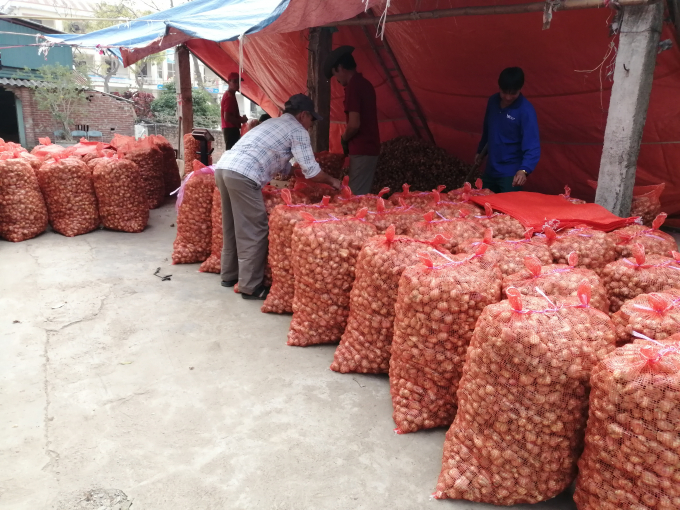 Hành đang có giá từ 9.500-10.500/kg; tỏi 12.000-13.000/kg. Ảnh: Trung Quân.