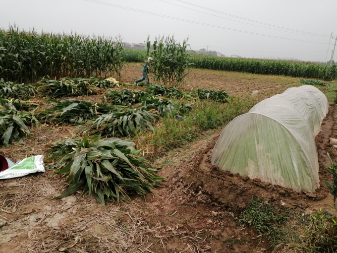 Người dân khẩn trương thu hoạch các trà ngô sinh khối trên đất lúa, giải phóng đất để lấy nước đổ ải gieo cấy vụ đông xuân 2020 - 2021. Ảnh: Trung Quân