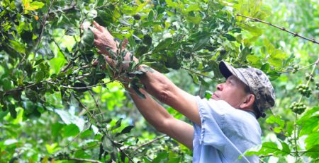 Những năm gần đây, mắc ca trồng xen trong vườn cà phê ở Lâm Đồng giúp nông dân cải thiện đáng kể nguồn thu nhập. Ảnh: Minh Hậu.