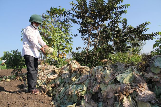 Người dân nhổ bỏ rau chất đầy vườn. Ảnh: Hoàng Bình