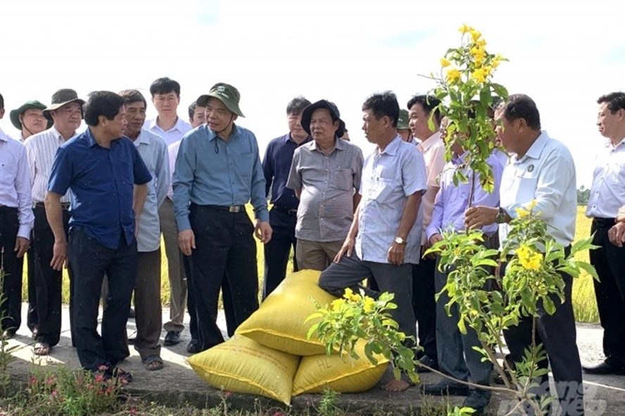 Nhờ có nhiều giống gạo ngon, Việt Nam chiếm vị trí xuất khẩu gạo số 1 thế giới. Ảnh: Nguyễn Quang Lợi