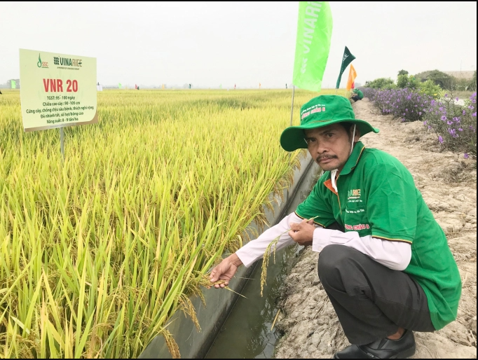 Nông dân đánh giá cao các giống lúa triển vọng do Vinarice nghiên cứu, khảo nghiệm. Ảnh: Minh Đảm.