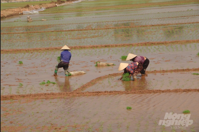 Nông dân Hưng Yên tích cực xuống đồng gieo cấy lúa. Ảnh: HG