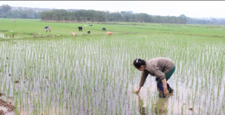 Nông dân TX Thái Hòa đang chăm sóc vụ lúa xuân. Ảnh: Hồ Quang.