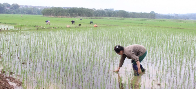 Nông dân TX Thái Hòa đang chăm sóc vụ lúa xuân. Ảnh: Hồ Quang.