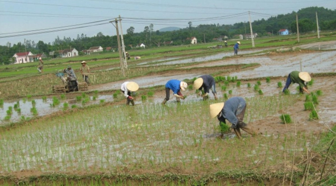 Nông dân Quỳnh Lưu gấp rút hoàn thành cấy lúa vụ xuân 2021. Ảnh: Hồ Quang.