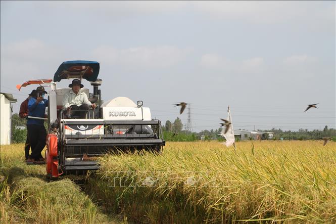 Nông dân xã Long Đức, huyện Long Phú, tỉnh Sóc Trăng thu hoạch lúa vụ Đông Xuân 2021. Ảnh: Chanh Đa/TTXVN