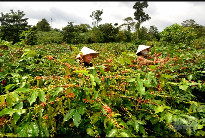 Cây cà phê là nguồn thu nhập chính của hàng ngàn hộ gia đình ở huyện miền núi Hướng Hóa, Quảng Trị. Ảnh: Công Điền.