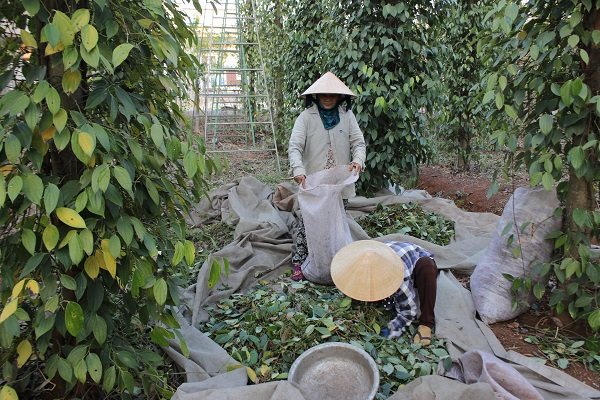 Trồng tiêu theo hướng sạch bệnh, bền vững được xem là giải pháp cho ngành hồ tiêu hiện nay. Ảnh: Nam Bình.