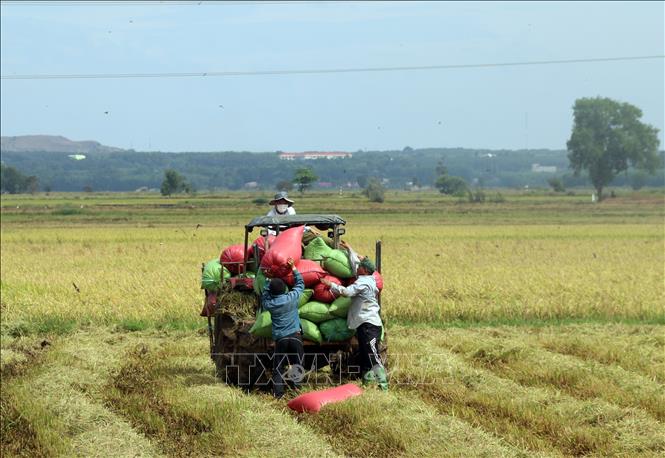 Nông dân xã An Nhứt, huyện Long Điền vận chuyển lúa để bán cho thương lái ngay tại bờ. Ảnh: Hoàng Nhị/TTXVN