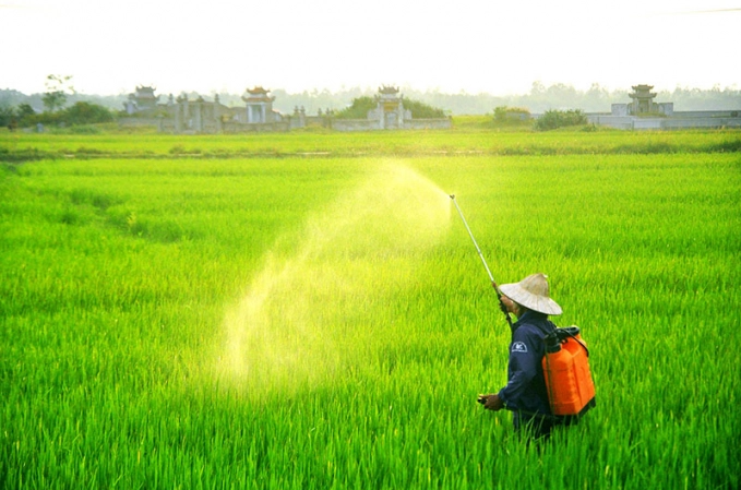 Nông dân Quảng Trị tập trung phòng trừ bệnh đạo ôn trên cây lúa. Ảnh: QH.