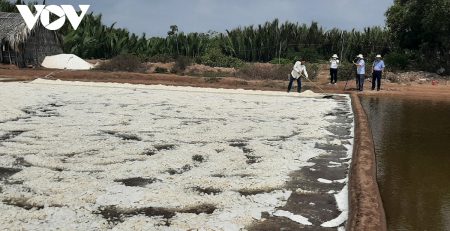 Ruộng muối chuẩn bị thu hoạch tại huyện Ba Tri, tỉnh Bến Tre.