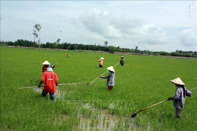 Các thành viên hợp tác xã liên kết trong sản xuất, phát triển chuỗi giá trị lúa gạo chất lượng cao. Ảnh: Lê Sen/TTXVN