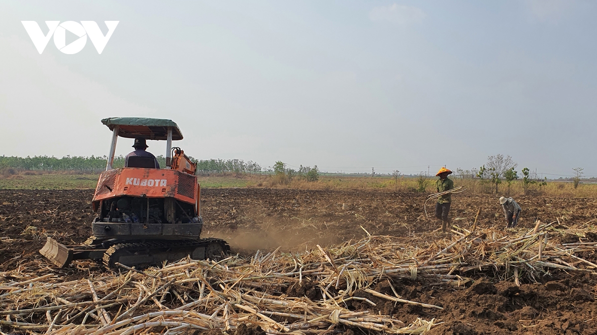 Sau 5 vụ thu hoạch, nhiều hộ dân làng K Te cải tạo đất để trồng vụ mía mới.