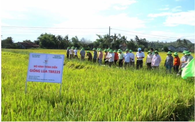 Lần đầu tiên tại tỉnh Phú Yên có mô hình liên kết cánh đồng mẫu sản xuất lúa chất lượng đạt năng suất 90 tạ/ha.