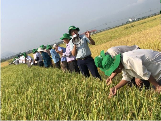 Bà con nông dân thăm quan ruộng Đài Thơm 8 tại Diên Khánh, Khánh Hòa.