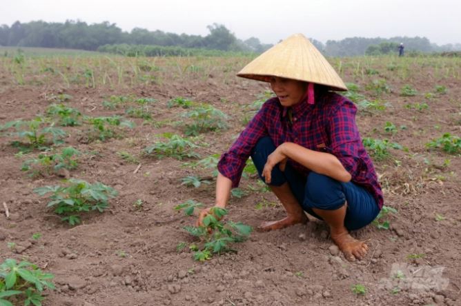 Thanh Hóa hiện có trên 2,8 nghìn ha nhiễm bệnh khảm lá sắn và đang có nguy cơ lây lan ra diện rộng. Ảnh: Võ Dũng.