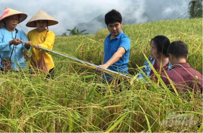 Mô hình lúa nếp hương đặc sản tại xã Xuân Trường, huyện Bảo Lạc. Ảnh: Công Hải.