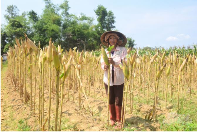 Nông dân thôn Vinh Kiên chuyển đổi cơ cấu cây trồng cho hiệu quả cao gấp mấy lần sản xuất lúa. Ảnh: Vũ Đình Thung.