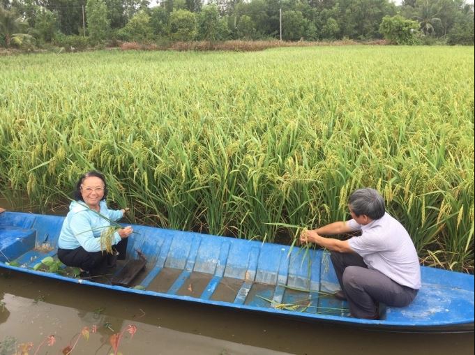 Lai thơm 6 trên đất lúa - tôm vụ thu đông 2019 ở xã Hồng Dân, huyện Phước Long, tỉnh Bạc Liêu