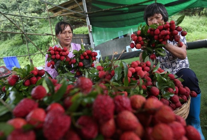 Người dân làng Luogang phân loại vải thiều sau khi thu hoạch. Ảnh: Chinadaily