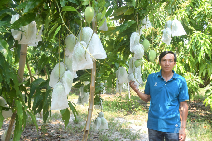 Xoài cát lại 1 trước đây có giá 22.000đ/kg hiện chỉ còn 14.000đ/kg, xoài cát loại 2 trước đây có giá 12.000đ/kg giờ chỉ còn 7.000đ/kg. Ảnh: Vũ Đình Thung.