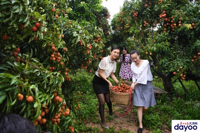 Mỗi mùa vải thiều chín, các nhà vườn ở quận Hoàng Phố lại trở thành điểm thu hút khách du lịch đến tham quan, trải nghiệm và chụp ảnh lưu niệm. Ảnh: TQC