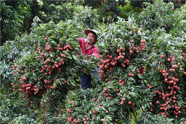 Nông dân thu hoạch vải thiều ở thành phố Mã Minh, tỉnh Quảng Đông. Ảnh: Xinhua