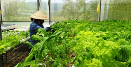 Trang trại Afarm - Farm on Smartphone của anh Nguyễn Tấn Phương đang có hơn 40 loại rau quả các loại trồng theo phương pháp thủy canh và hữu cơ đảm bảo tiêu chuẩn GlobalGAP. Ảnh: LK.