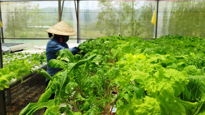 Trang trại Afarm - Farm on Smartphone của anh Nguyễn Tấn Phương đang có hơn 40 loại rau quả các loại trồng theo phương pháp thủy canh và hữu cơ đảm bảo tiêu chuẩn GlobalGAP. Ảnh: LK.