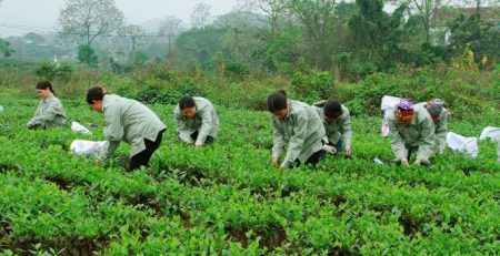 Các xã viên HTX Nông nghiệp và Dịch vụ Bắc Thái, xóm Hồng Thái 1, xã Tân Cương (TP Thái Nguyên) thu hoạch chè. Ảnh: ĐT.