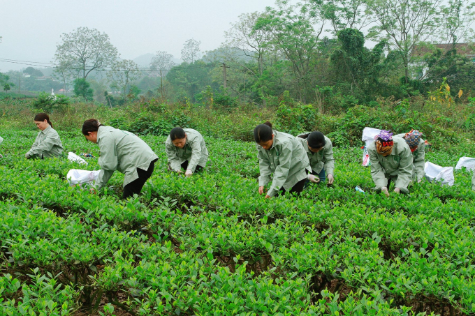 Các xã viên HTX Nông nghiệp và Dịch vụ Bắc Thái, xóm Hồng Thái 1, xã Tân Cương (TP Thái Nguyên) thu hoạch chè. Ảnh: ĐT.