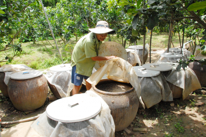 Ông Út Một tự ủ các loại bả đậu nành, vỏ khóm, hèm bia, chuối… dùng để bón cho cây nhằm thay thế phân bón hóa học. Ảnh: TL.