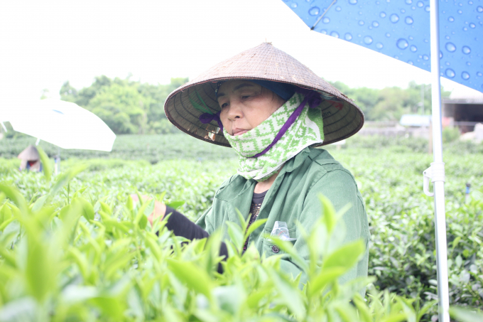 Chè tôm nõn được lựa kỹ càng, thường hái vào hôm thời tiết đẹp, nắng vừa phải thì lá trà mới là ngon nhất. Ảnh: Trung Quân.