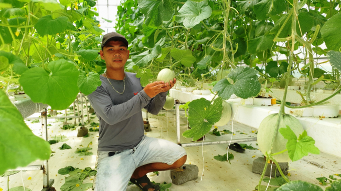 Các loại cây trồng trong trang trại Afarm - Farm on Smartphone phát triển tốt, đảm bảo tiêu chuẩn vệ sinh an toàn thực phẩm. Ảnh: TĐL.