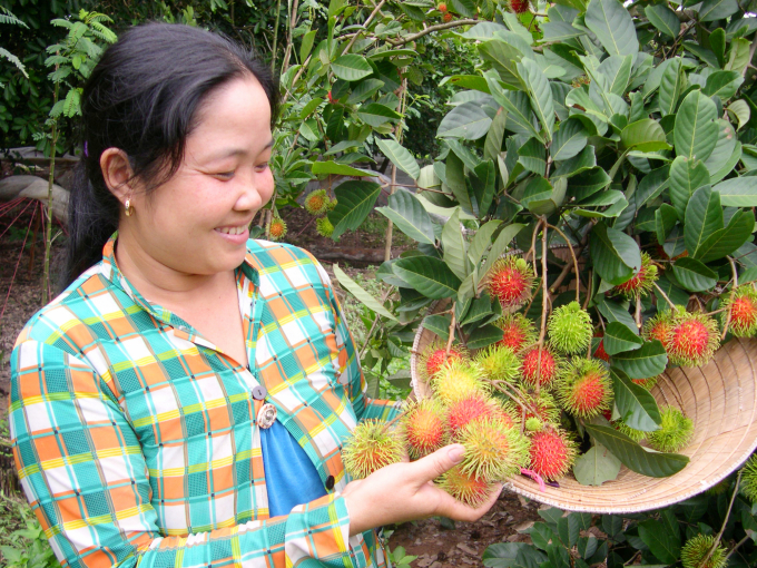 Chôm chôm bán mùa nghịch thường giá cao hơn gấp đôi so với mùa thuận. Ảnh: Lê Hoàng Vũ.