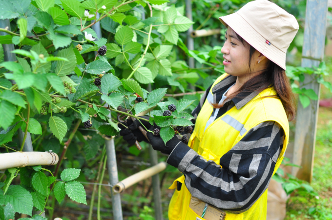 Tỉnh Lâm Đồng đã ban hành 17 quy trình sản xuất các sản phẩm chử lực. Ảnh: Minh Hậu.