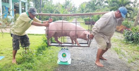 Giá con giống cao, giá thức ăn tăng mạnh, trong khi giá heo hơi lại giảm là những nguyên nhân khiến đàn heo vẫn chưa thể tăng lên. Ảnh: Trọng Linh.