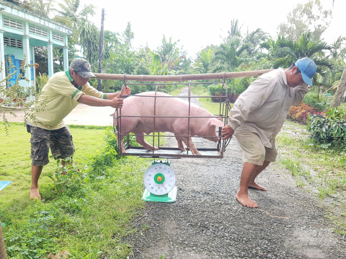 Giá con giống cao, giá thức ăn tăng mạnh, trong khi giá heo hơi lại giảm là những nguyên nhân khiến đàn heo vẫn chưa thể tăng lên. Ảnh: Trọng Linh.