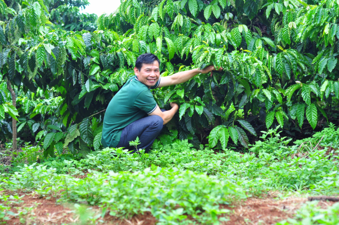 Gia đình ông Trần Văn Xuất duy trì cỏ ở nền vườn để tạo hệ sinh thái cho đất. Ảnh: Minh Hậu.