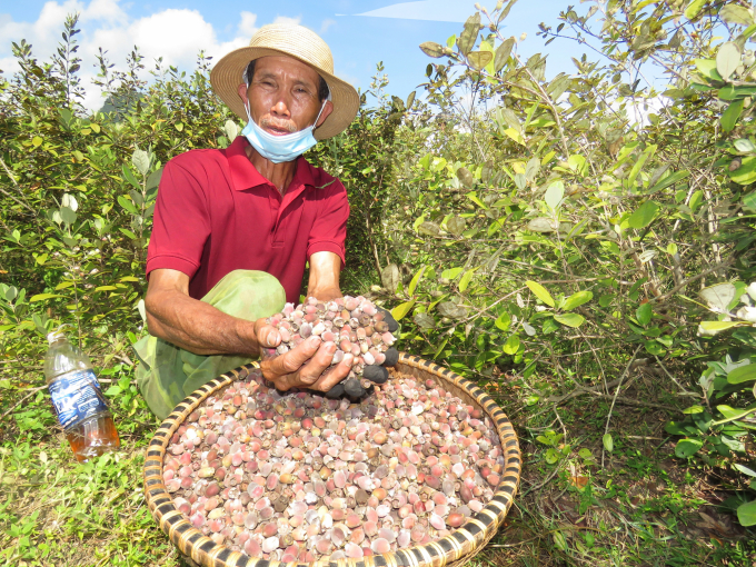 Ông Trường Văn Tình: “Mỗi sào đất đồi trồng sim cho thu nhập khoảng 8 triệu đồng.Trồng cây sim chi phí thấp nên người nông dân lãi lớn”. Ảnh: N.Tâm