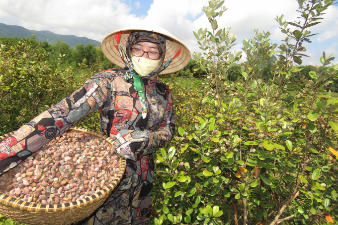 Từ cây sim hoang dại, cây sim đã bất ngờ cho người dân vùng miền núi thu nhập cao và ổn định. Ảnh: N.Tâm