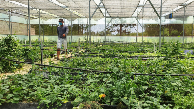 Trang trại Afarm - Farm on Smartphone còn trồng rất nhiều loại rau theo phương pháp hữu cơ để tặng kèm cho khách hàng. Ảnh: LK.