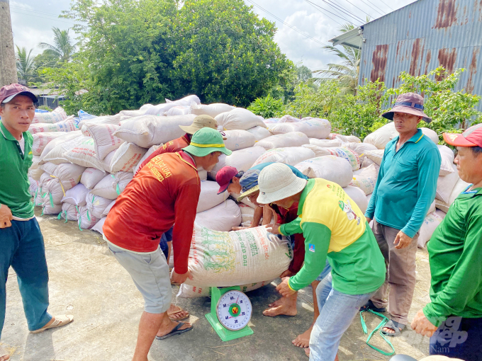 Không chỉ vậy, các loại dịch hại trên lúa như vàng lá, sâu cuốn lá, đạo ôn cổ bông, nhện gié cũng xuất hiện nhiều hơn do trời nắng nóng. Điều này đã làm cây lúa không phát triển được tốt như hàng năm. Do đó đã ảnh hưởng đến năng suất và giá bán vào cuối vụ.