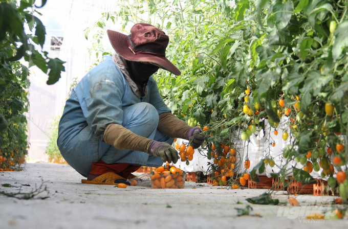 Khi đến thời điểm thu hoạch, các công nhân được thuê đến hái. Những công nhân sẽ lựa các quả chín vàng ươm để thu hoạch. Ảnh: Quang Yên.