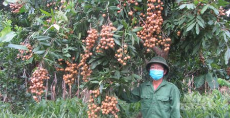 Nhãn Siêu ngọt ở Hàm Tử, Khoái Châu, Hưng Yên. Ảnh: H. Tiến.