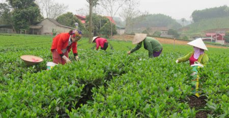 Thu hái chè tại xã Phú Đô (huyện Phú Lương, tỉnh Thái Nguyên). Ảnh: Đồng Văn Thưởng.