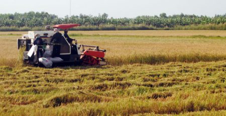 Bạc Liêu nhờ các tỉnh lân cận hỗ trợ người và phương tiện thu hoạch lúa hè thu