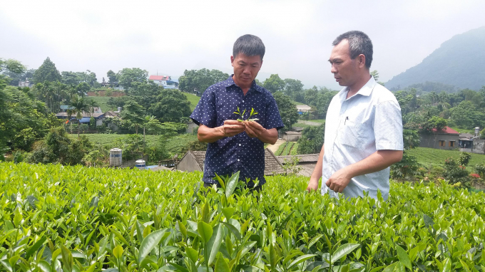 Các vùng sản xuất chè hữu cơ tại Thái Nguyên vẫn nỗ lực chia sẻ khó khăn để duy trì hoạt động sản xuất, chế biến, kinh doanh trong dịch bệnh Covid-19. Ảnh: Đào Thanh.