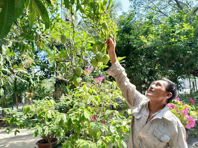 Nếu không phòng trừ bọ trĩ từ đầu xem như vụ xoài mất trắng